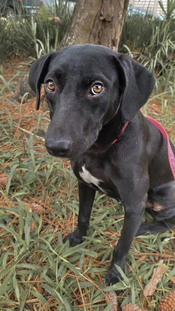 Cachorro ra a SRD-ViraLata idade 2 anos nome Papi