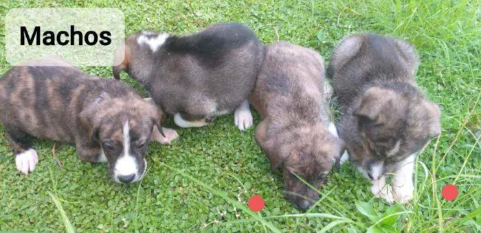 Cachorro ra a SRD idade Abaixo de 2 meses nome Cachorrinho