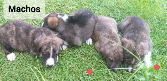 Cachorro ra a SRD idade Abaixo de 2 meses nome Cachorrinho