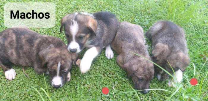 Cachorro ra a SRD idade Abaixo de 2 meses nome Cachorrinho
