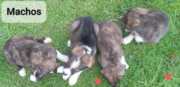 Cachorro ra a SRD idade Abaixo de 2 meses nome Cachorrinho
