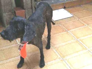 Cachorro raça Vira lata idade 6 ou mais anos nome Bingo