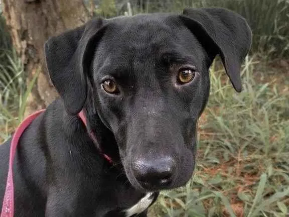 Cachorro ra a SRD-ViraLata idade 2 anos nome Papi