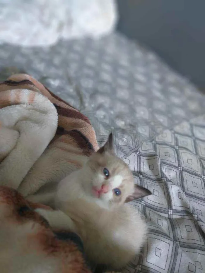 Gato raça Não sei. idade 2 a 6 meses nome Não possui.