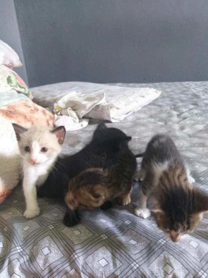 Gato raça Não sei. idade 2 a 6 meses nome Não possui.
