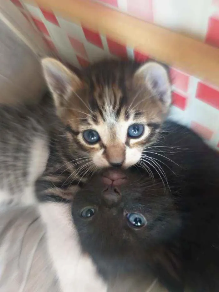 Gato raça Não sei. idade 2 a 6 meses nome Não possui.