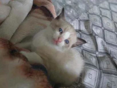 Gato raça Não sei. idade 2 a 6 meses nome Não possui.