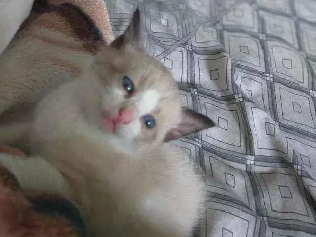 Gato raça Não sei. idade 2 a 6 meses nome Não possui.