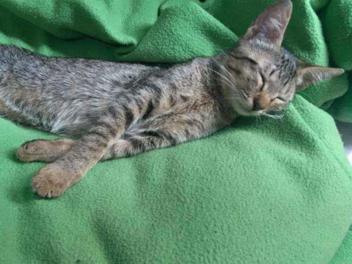 Gato ra a srd idade 2 a 6 meses nome neném 