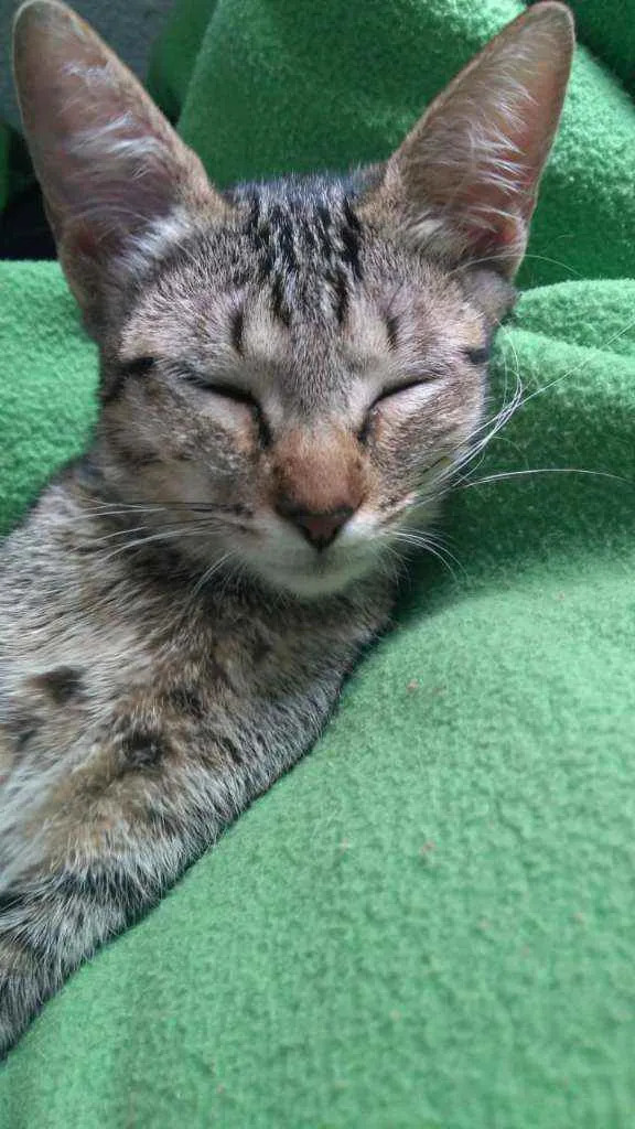 Gato ra a srd idade 2 a 6 meses nome neném 