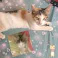 tricolor