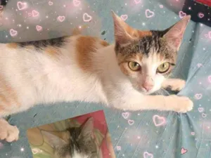 Gato raça srd idade 2 a 6 meses nome tricolor