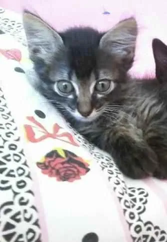 Gato ra a srd idade Abaixo de 2 meses nome chuchuzinho