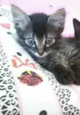 chuchuzinho