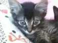 chuchuzinho