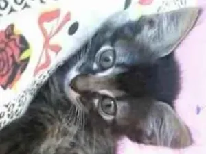 Gato raça srd idade Abaixo de 2 meses nome chuchuzinho