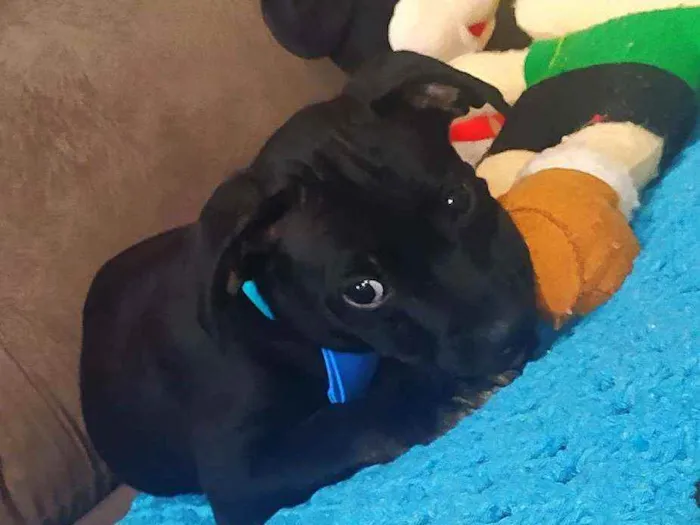 Cachorro raça Sem raça definida idade 2 a 6 meses nome Fluk
