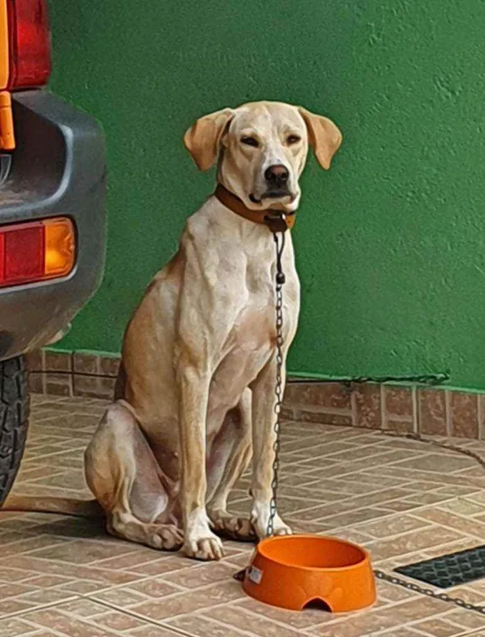 Cachorro ra a SRD idade 1 ano nome Magrela