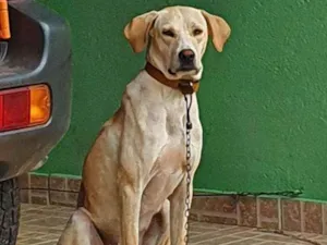 Cachorro raça SRD idade 1 ano nome Magrela