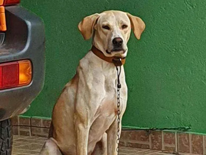 Cachorro ra a SRD idade 1 ano nome Magrela