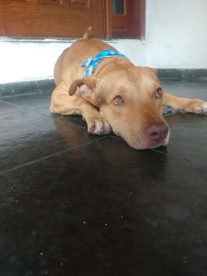 Cachorro raça Pit-Bull idade 1 ano nome GOLIAS