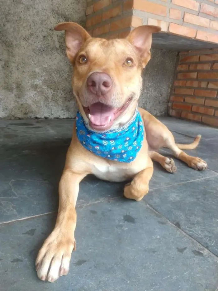 Cachorro raça Pit-Bull idade 1 ano nome GOLIAS