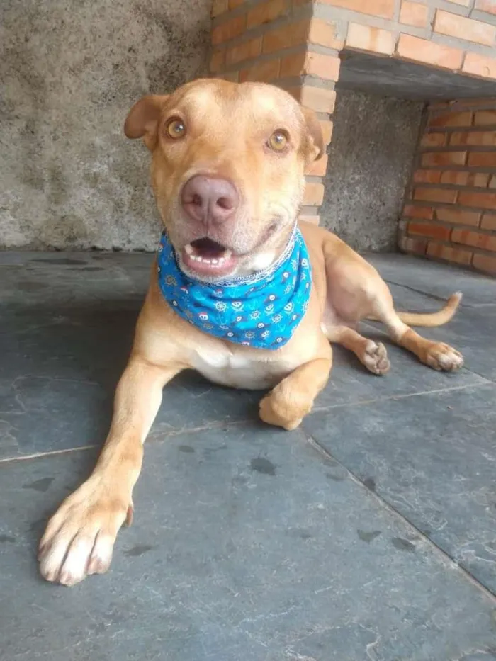 Cachorro raça Pit-Bull idade 1 ano nome GOLIAS