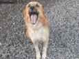 Theodor