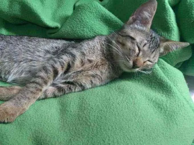 Gato ra a srd idade 2 a 6 meses nome neném 