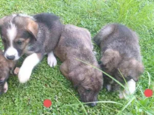 Cachorro raça SRD idade Abaixo de 2 meses nome Cachorrinho