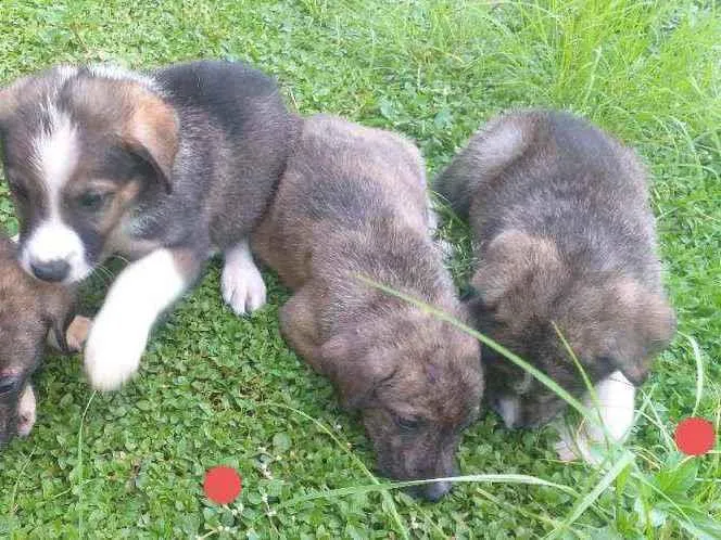 Cachorro ra a SRD idade Abaixo de 2 meses nome Cachorrinho