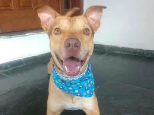 Cachorro raça Pit-Bull idade 1 ano nome GOLIAS