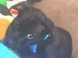 Fluk