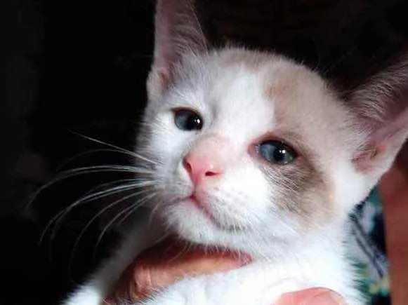 Gato raça Srd idade 2 a 6 meses nome Luna Linda bebê 