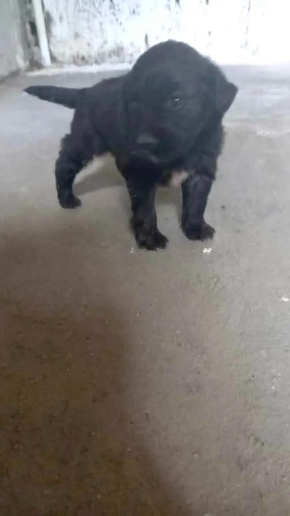 Cachorro raça Srd idade 2 a 6 meses nome Bolinha bb lindo 