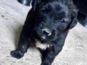 Cachorro raça Srd idade 2 a 6 meses nome Bolinha bb lindo 