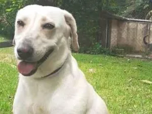 Cachorro raça  idade 3 anos nome Luna