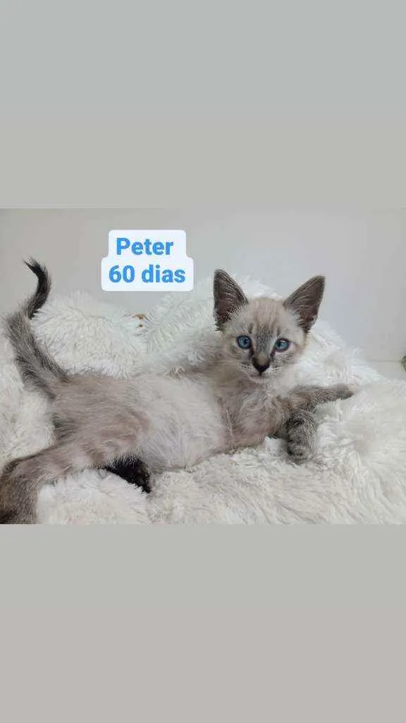 Gato raça Srd idade Abaixo de 2 meses nome Peter