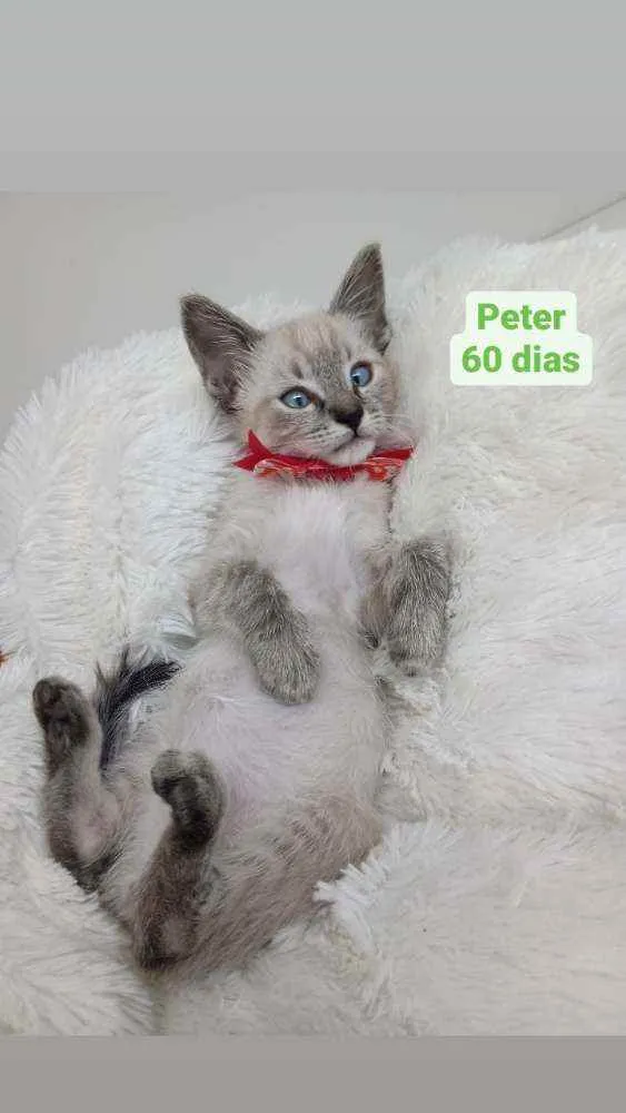 Gato raça Srd idade Abaixo de 2 meses nome Peter