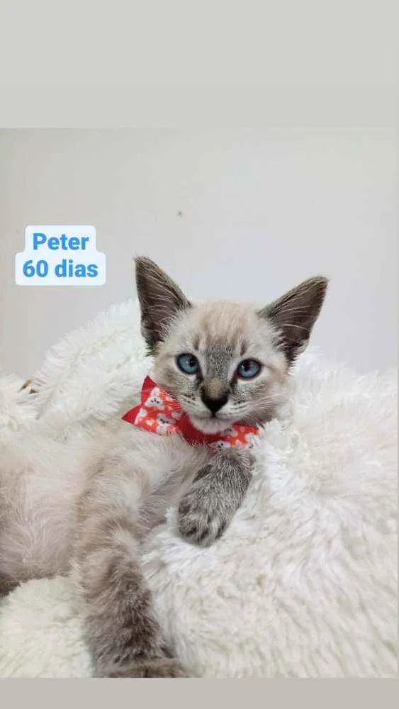 Gato raça Srd idade Abaixo de 2 meses nome Peter