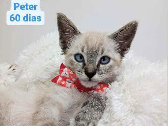 Gato raça Srd idade Abaixo de 2 meses nome Peter
