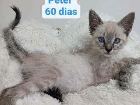 Gato raça Srd idade Abaixo de 2 meses nome Peter