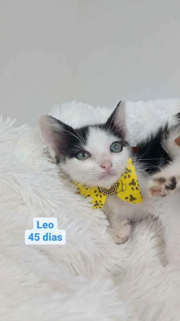 Cachorro raça Srd idade Abaixo de 2 meses nome Leo