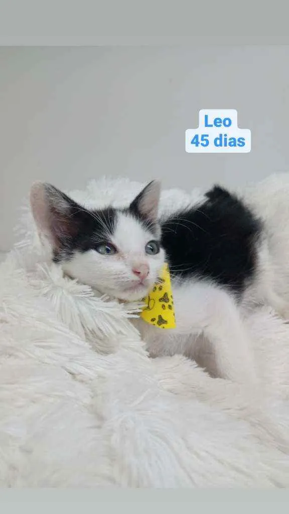 Cachorro raça Srd idade Abaixo de 2 meses nome Leo