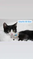 Gato raça Srd idade 2 a 6 meses nome Charlie