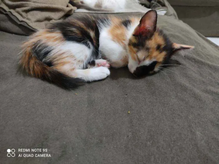 Gato ra a Vira lata idade Abaixo de 2 meses nome Filhotes 
