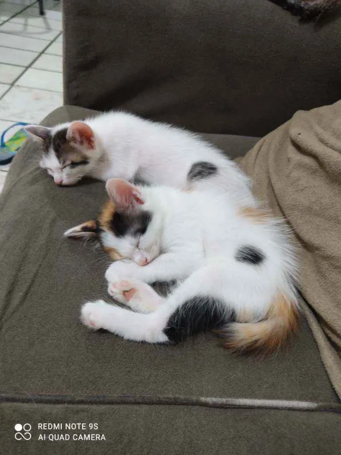 Gato ra a Vira lata idade Abaixo de 2 meses nome Filhotes 
