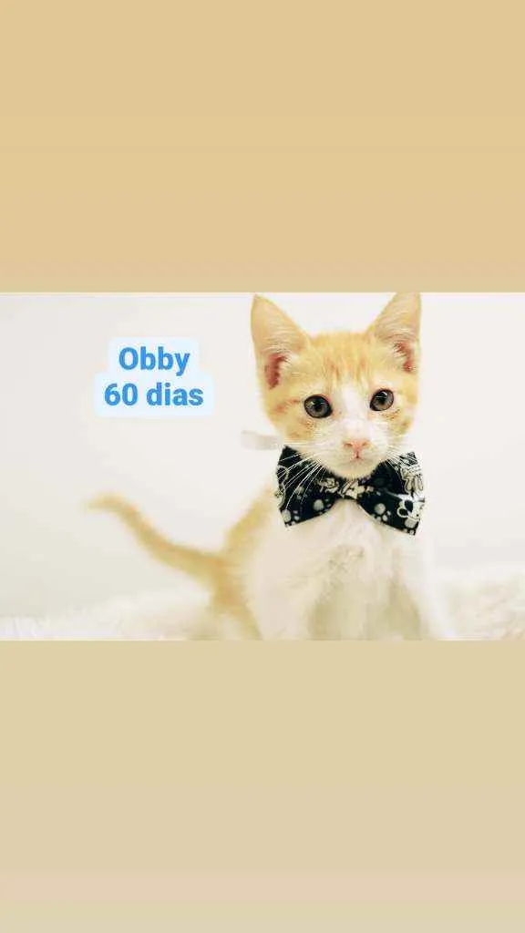 Gato raça Srd idade 2 a 6 meses nome Obby