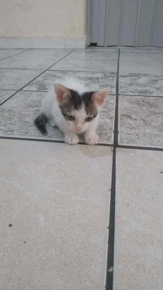 Gato ra a Vira lata idade Abaixo de 2 meses nome Filhotes 