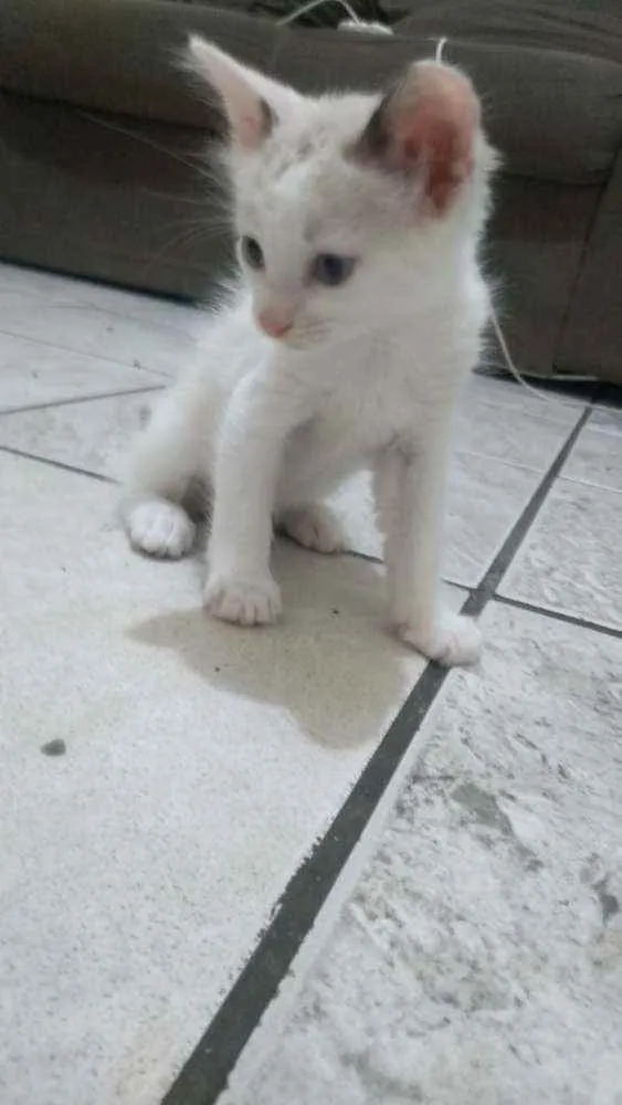 Gato ra a Vira lata idade Abaixo de 2 meses nome Filhotes 